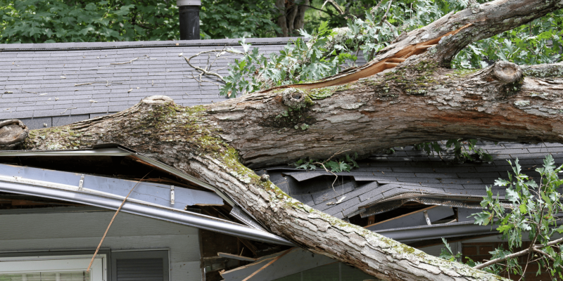 Severe roof damage caused by a fallen tree after a storm, highlighting the need for immediate roof repair.